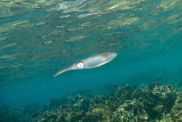 Sepioteuthis sepioidea