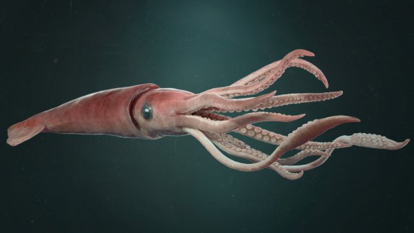 Архитеутис Дукс кальмар