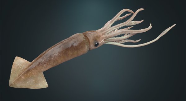 Кальмар Lolliguncula Brevis