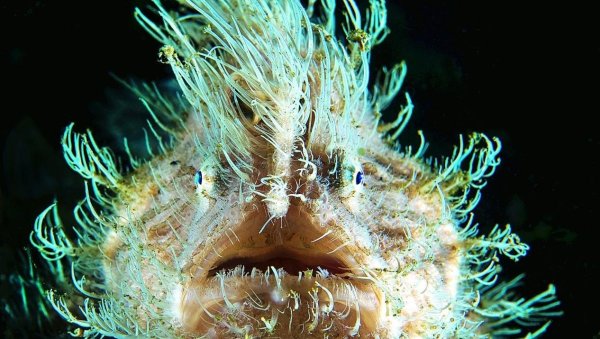 Океанский Атлант подводная статуя