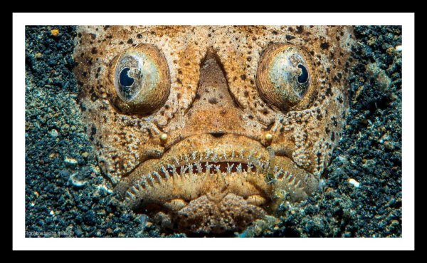 Пасть акулы МЕГАЛОДОН