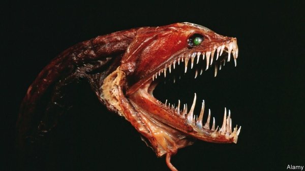 Нападение акулы МЕГАЛОДОН