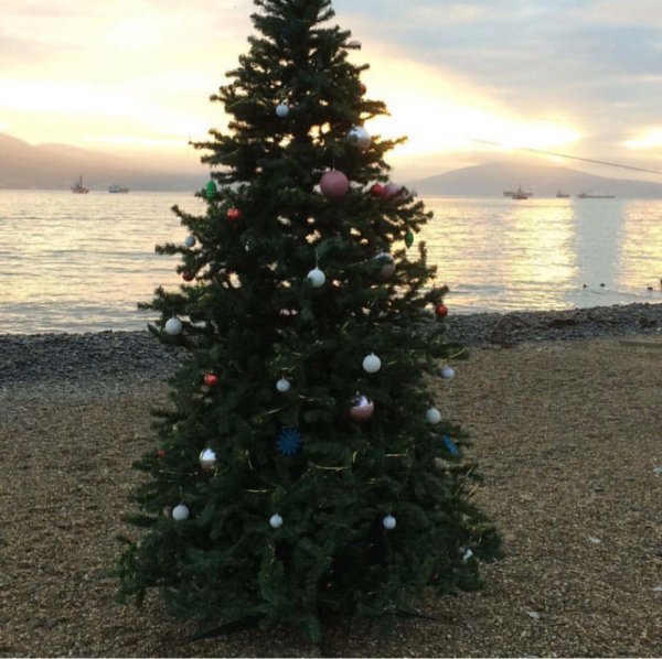 Елка на берегу моря