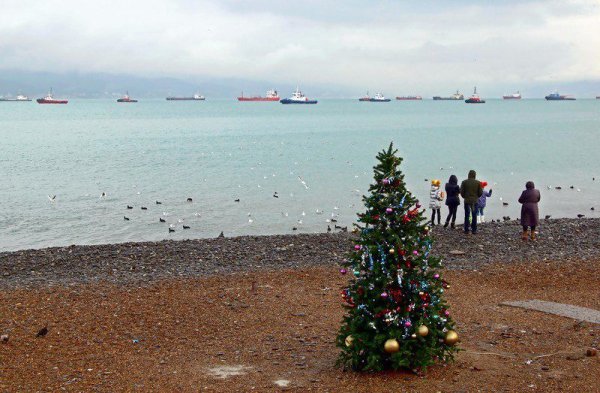 Морская елка в море