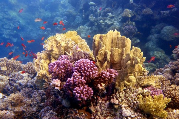 Рифы и кораллы красного моря