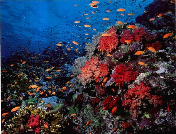 Красное море риф Шарм Эль Шейх