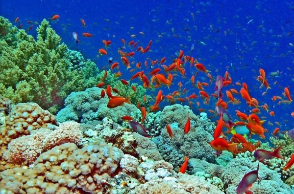 Красное море кораллы шармаль Шейх