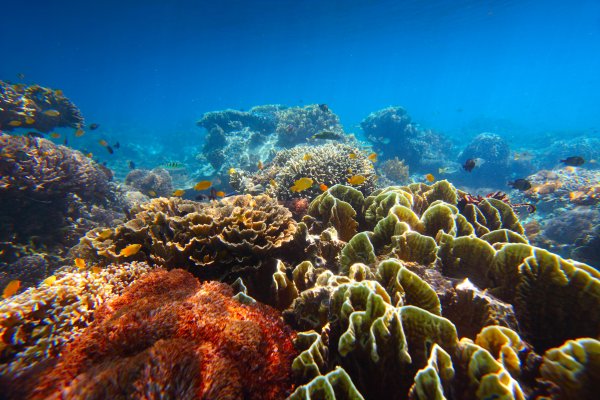 Риф подводный красное море