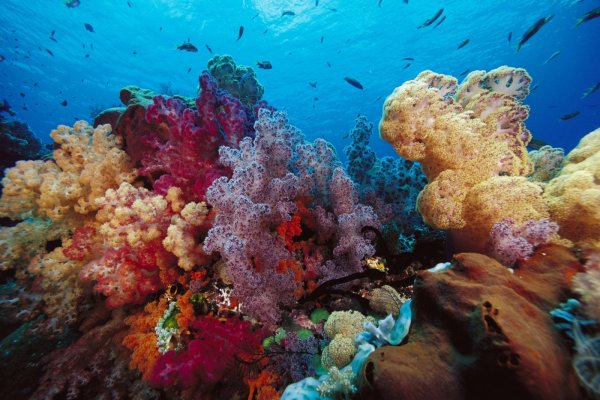 Красное море подводный мир кораллы