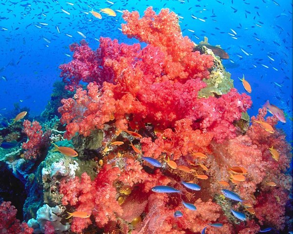Риф красного моря глубины