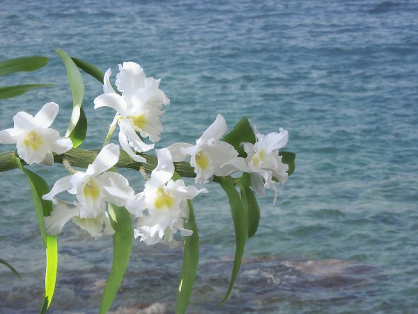 Красивые орхидеи на море