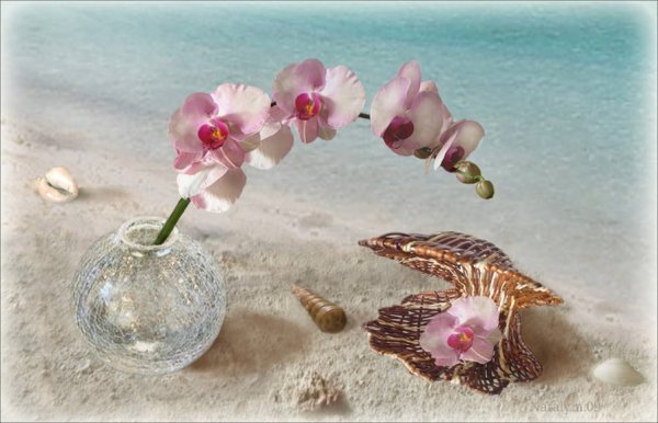 Орхидея на фоне моря