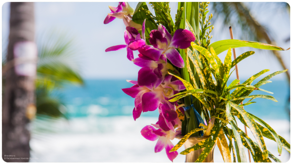 Экзотические цветы и море