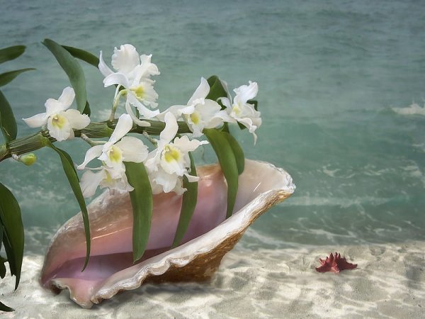 Орхидея и море