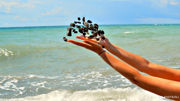 Собака загорает