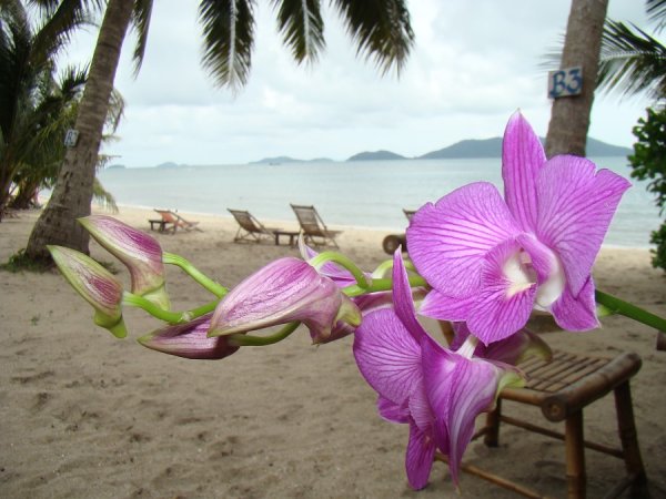 Плантация орхидей в Тайланде