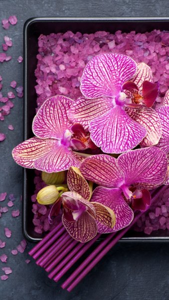 Орхидея фаленопсис спа