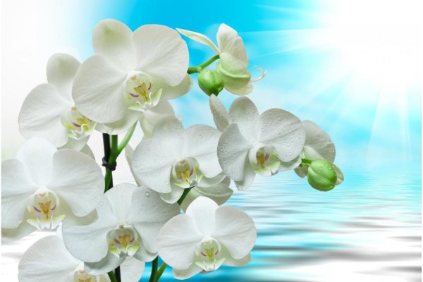 Фотообои белая Орхидея