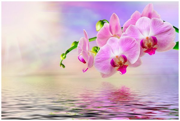 Орхидея отражение в воде