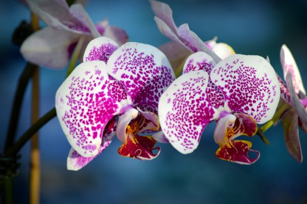 Соцветие фаленопсиса