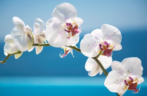 Орхидея и море