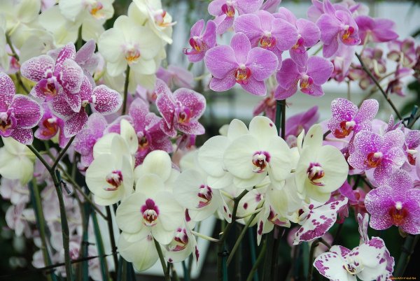 Орхидея фаленопсис Монте Карло