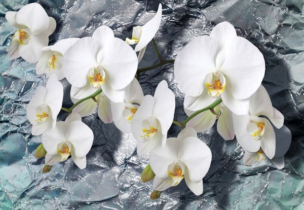 Белые орхидеи на камнях