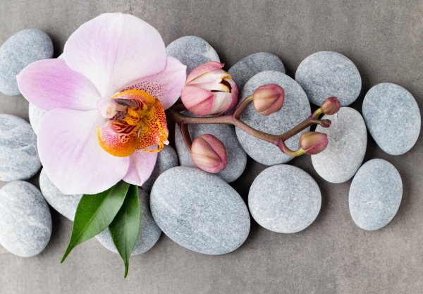 Цветок орхидеи