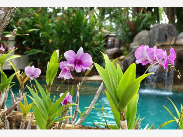 Цветы на фоне воды