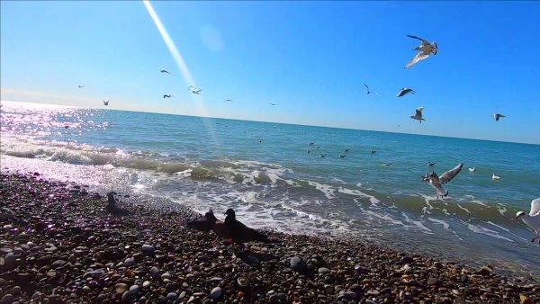 Флорида тропики