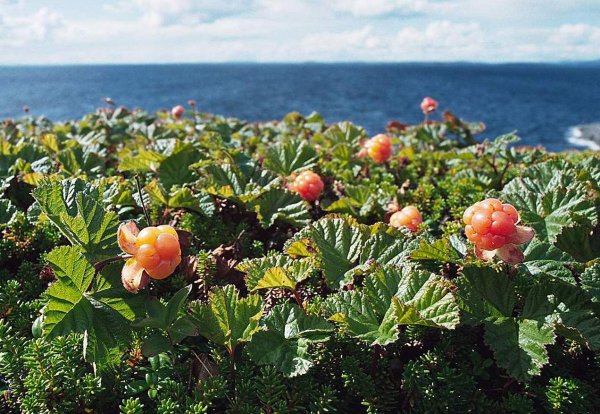 Айва, инжир, виноград