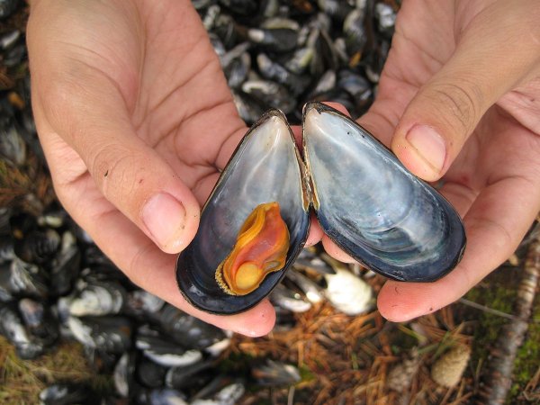 Мидии Баренцева моря