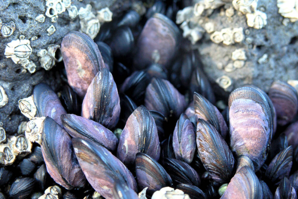 Мидия Mytilus edulis