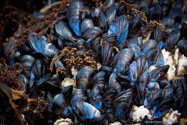 Мидии на Камчатке