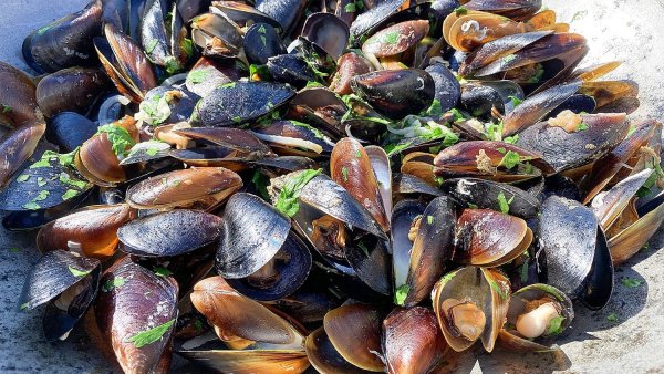 Мидии Черноморские