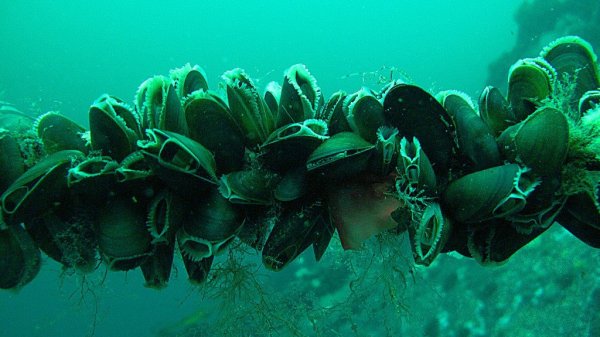 Двустворчатые моллюски в море