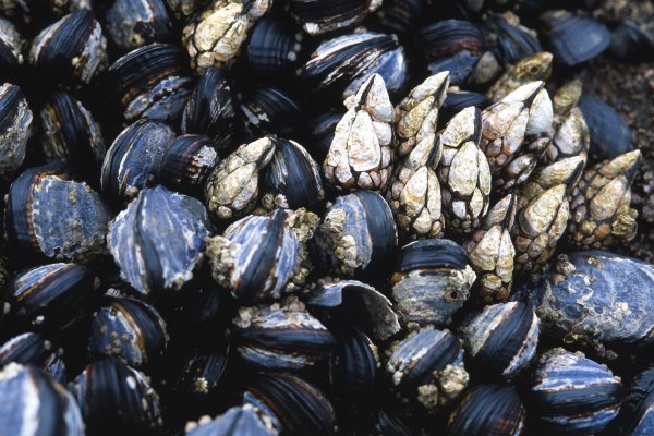 Средиземноморская Мидия
