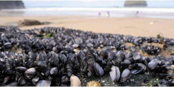 Морские фисташки моллюск