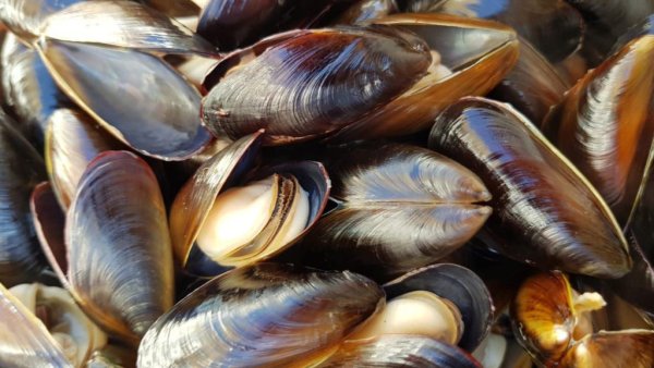 Черное море мидии+моллюски+устрицы