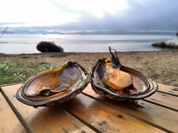 Устрица Ракушка Приморский край