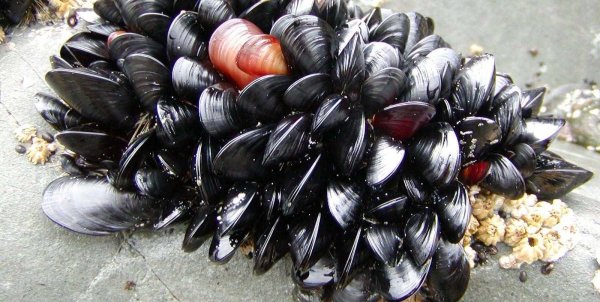 Мидии и устрицы черного моря