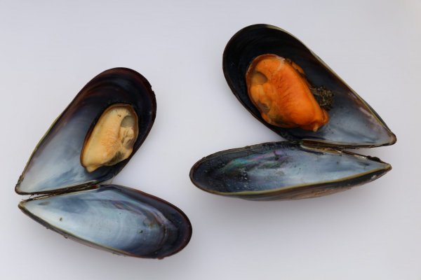 Личинка мидии Mytilus edulis