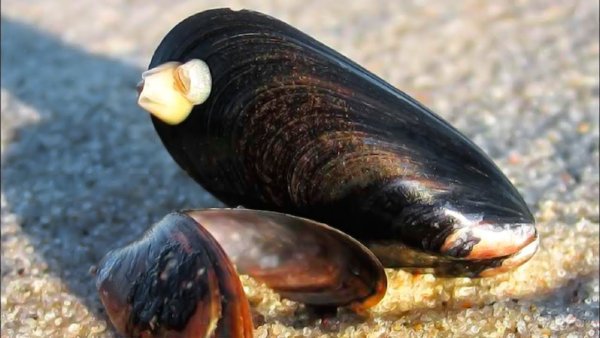 Мидии черного моря