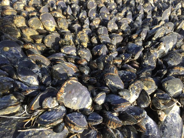 Черное море мидии+моллюски+устрицы