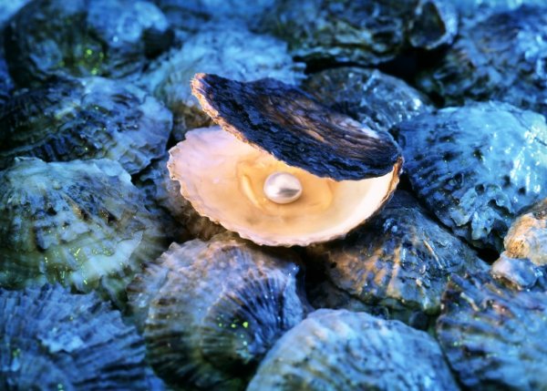 Моллюск Королевский гребешок