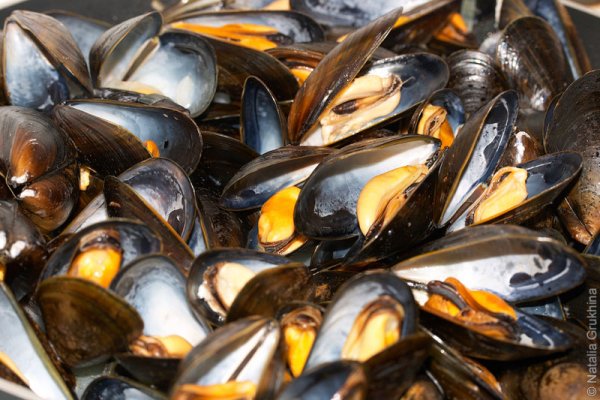 Мидии устрицы жемчужницы