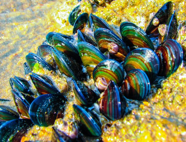 Беззубка, перловица, мидии, устрицы, гребешки.