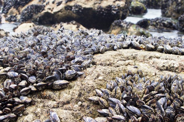 Кемь мидии Литораль