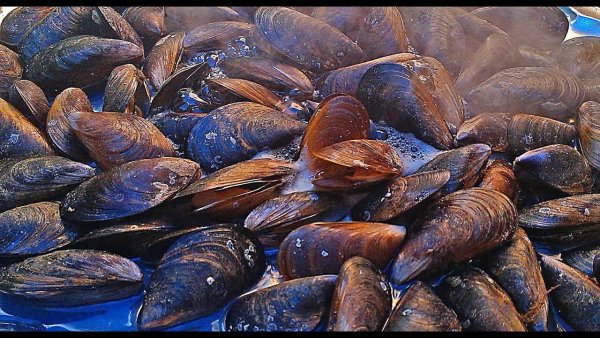 Mytilus Chilensis мидии