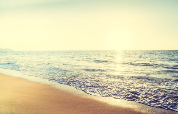 Обои пальмы